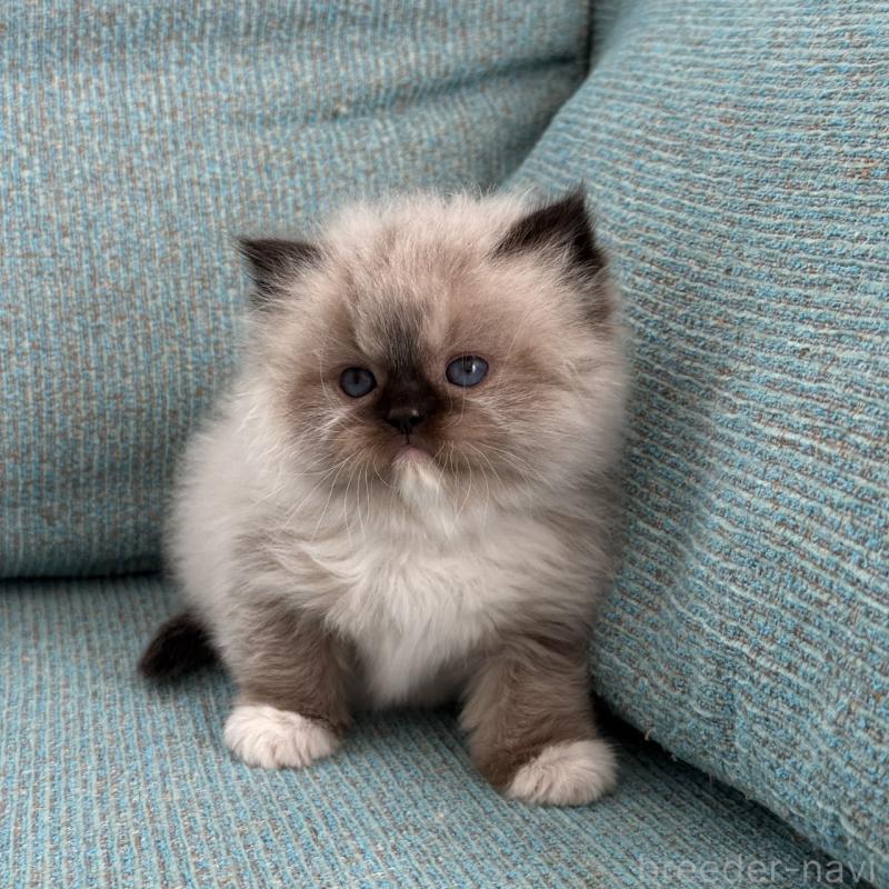 販売中の埼玉県のラグドール-139149の2枚目