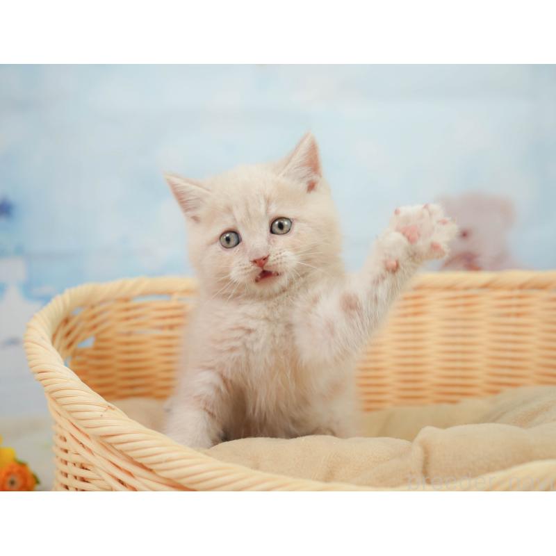 販売中の千葉県のマンチカン-139161の3枚目