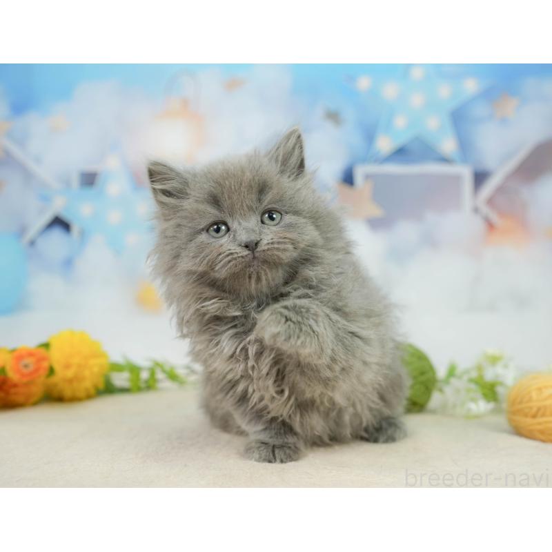 販売中の千葉県のラガマフィン-139160の1枚目