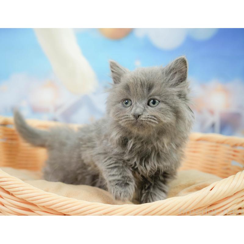 販売中の千葉県のラガマフィン-139160の9枚目