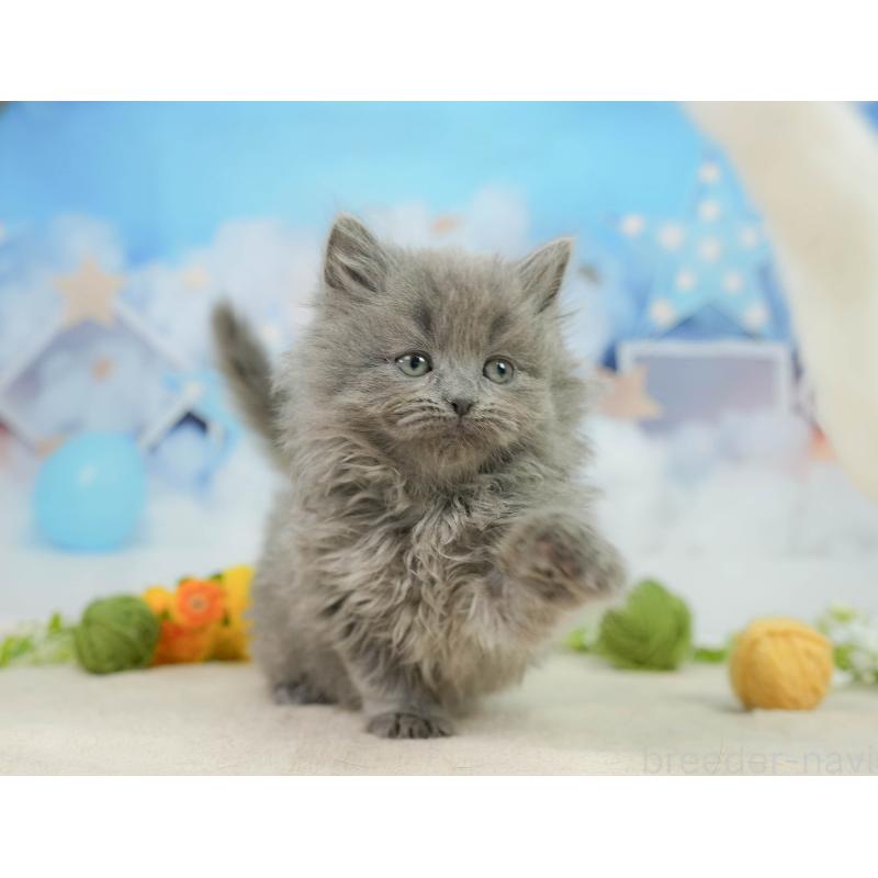 販売中の千葉県のラガマフィン-139160の8枚目