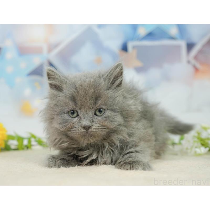 販売中の千葉県のラガマフィン-139160の7枚目