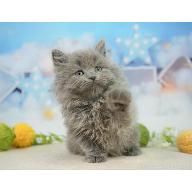 販売中の千葉県のラガマフィン-139160の6枚目