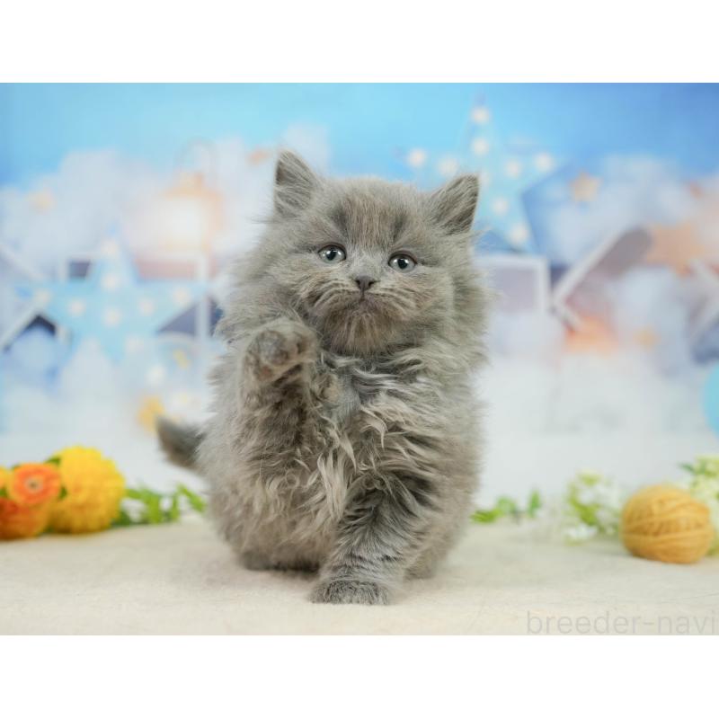 販売中の千葉県のラガマフィン-139160の5枚目