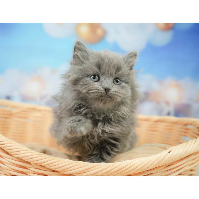 販売中の千葉県のラガマフィン-139160の4枚目