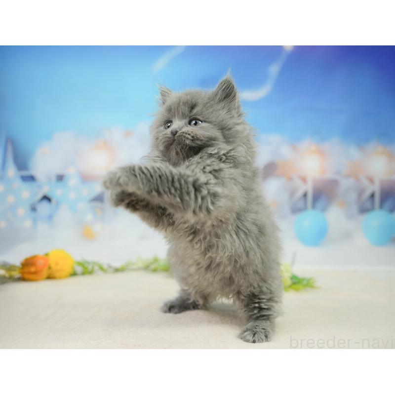 販売中の千葉県のラガマフィン-139160の3枚目