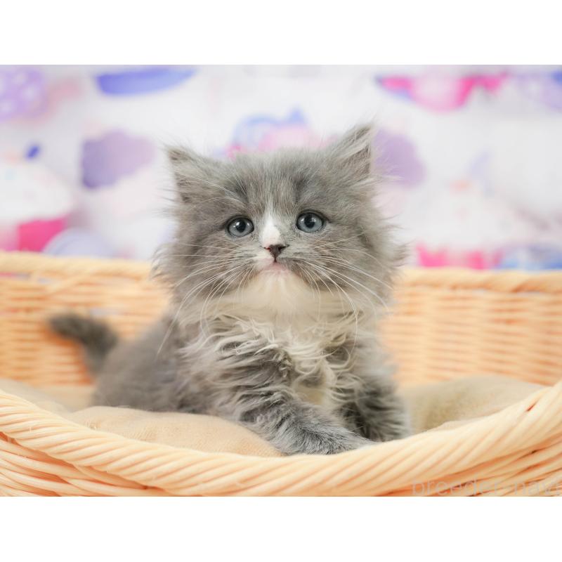 販売中の千葉県のラガマフィン-139157