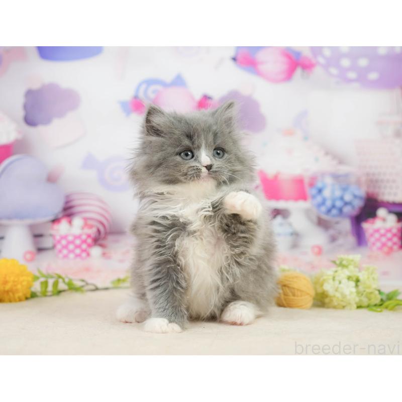 販売中の千葉県のラガマフィン-139157の8枚目