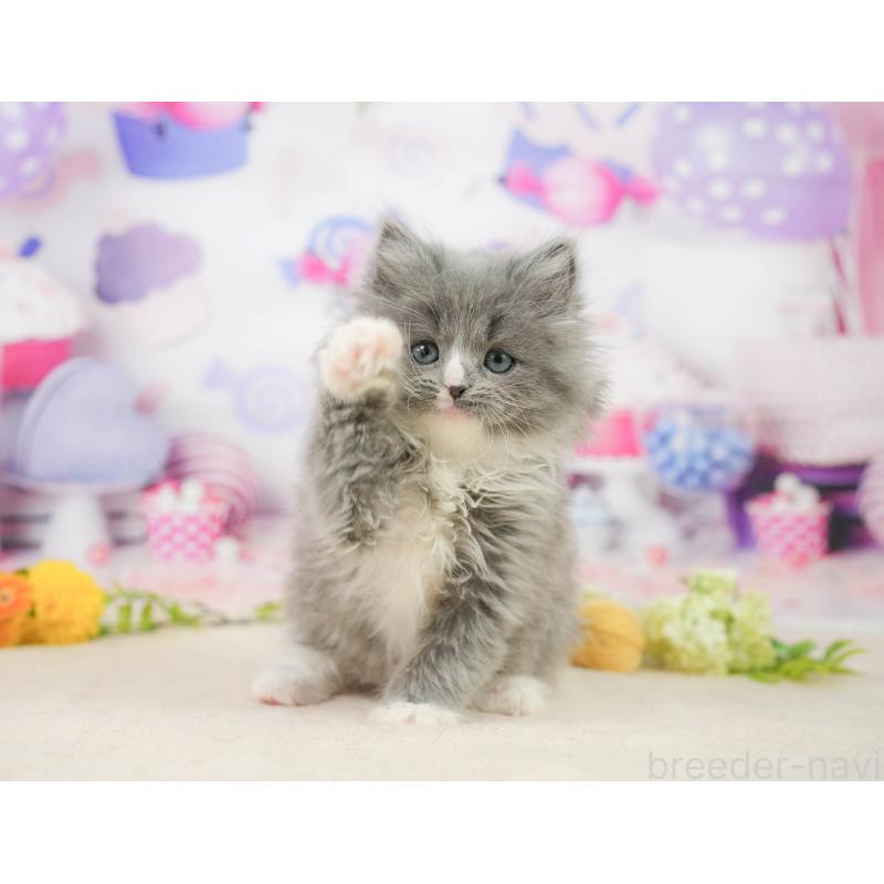 販売中の千葉県のラガマフィン-139157の7枚目