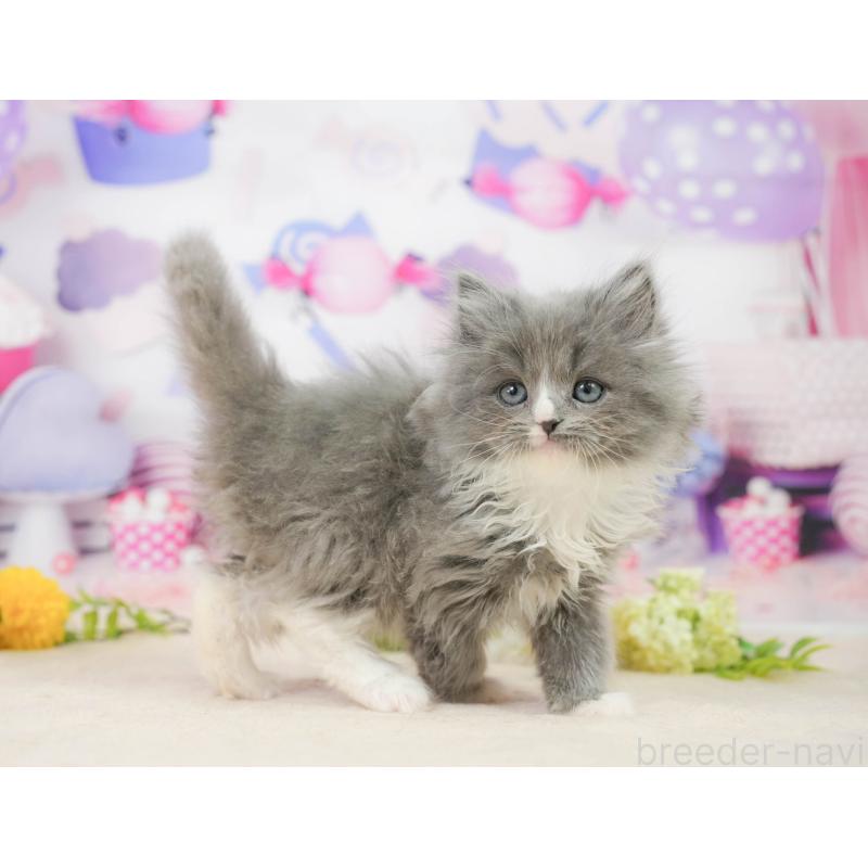 販売中の千葉県のラガマフィン-139157の6枚目