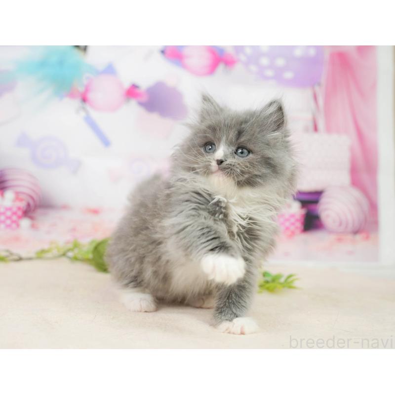 販売中の千葉県のラガマフィン-139157の5枚目