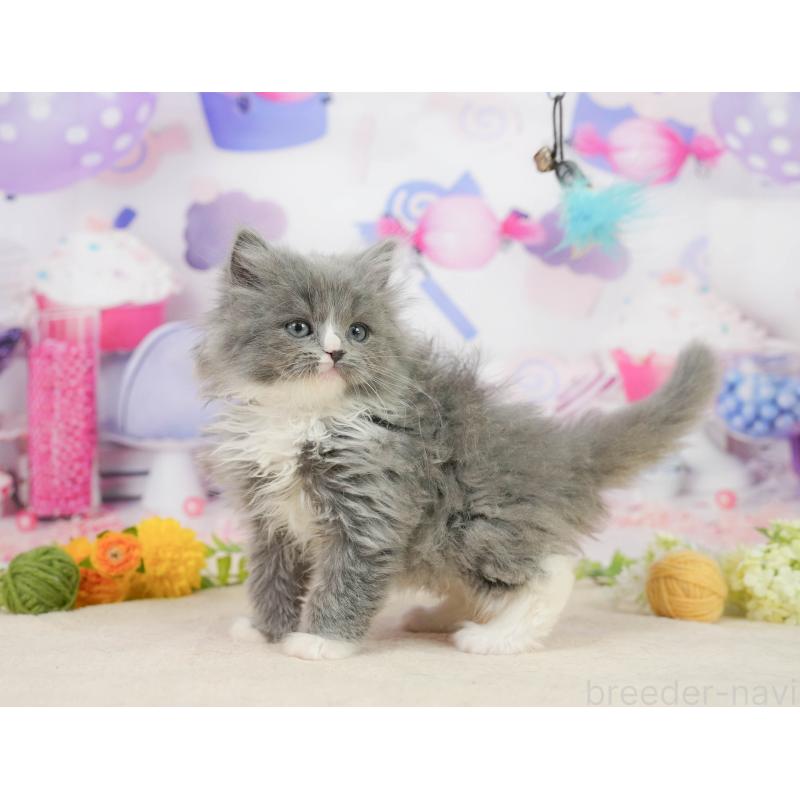 販売中の千葉県のラガマフィン-139157の4枚目