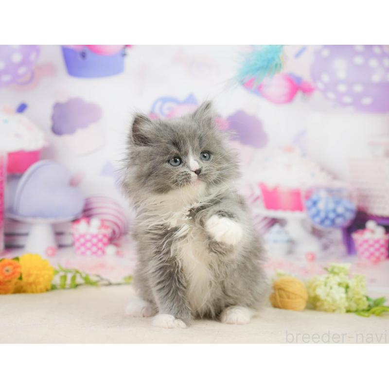 販売中の千葉県のラガマフィン-139157の3枚目