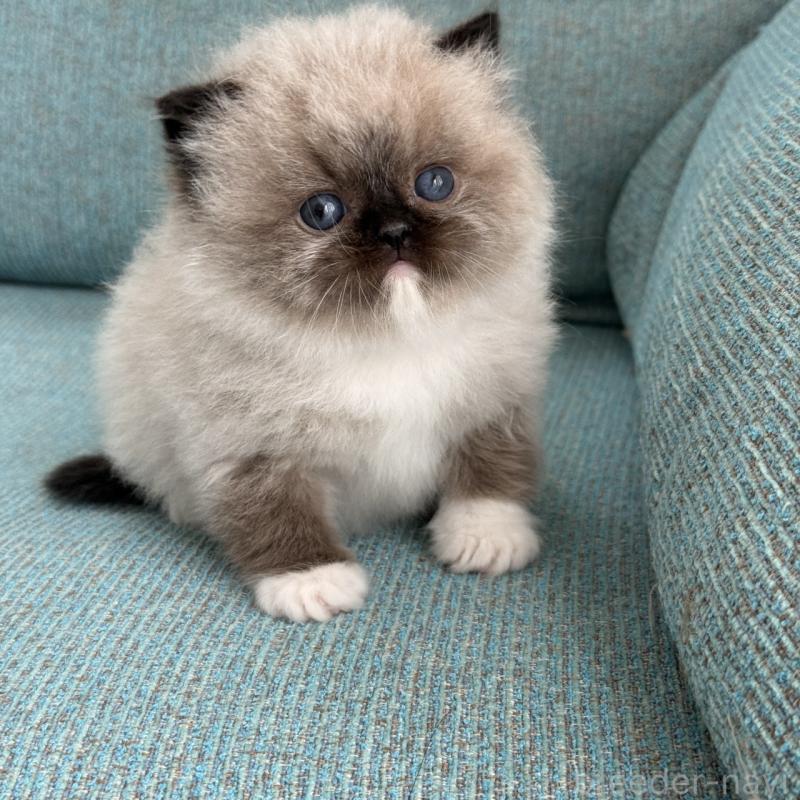 販売中の埼玉県のラグドール-139150の8枚目