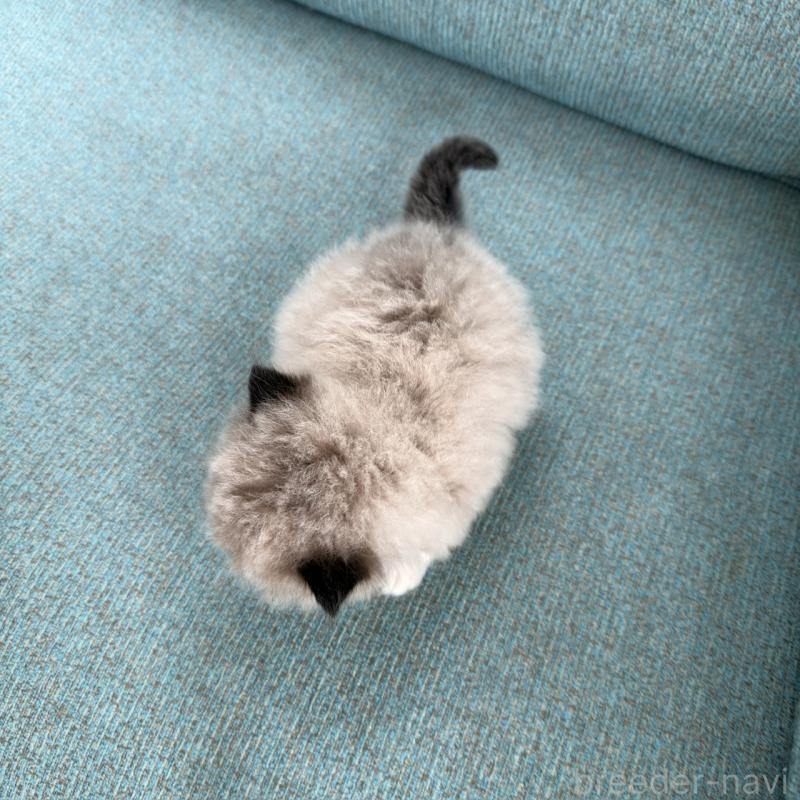 販売中の埼玉県のラグドール-139150の7枚目