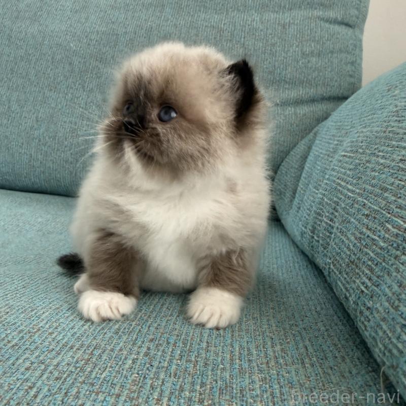 販売中の埼玉県のラグドール-139150の6枚目