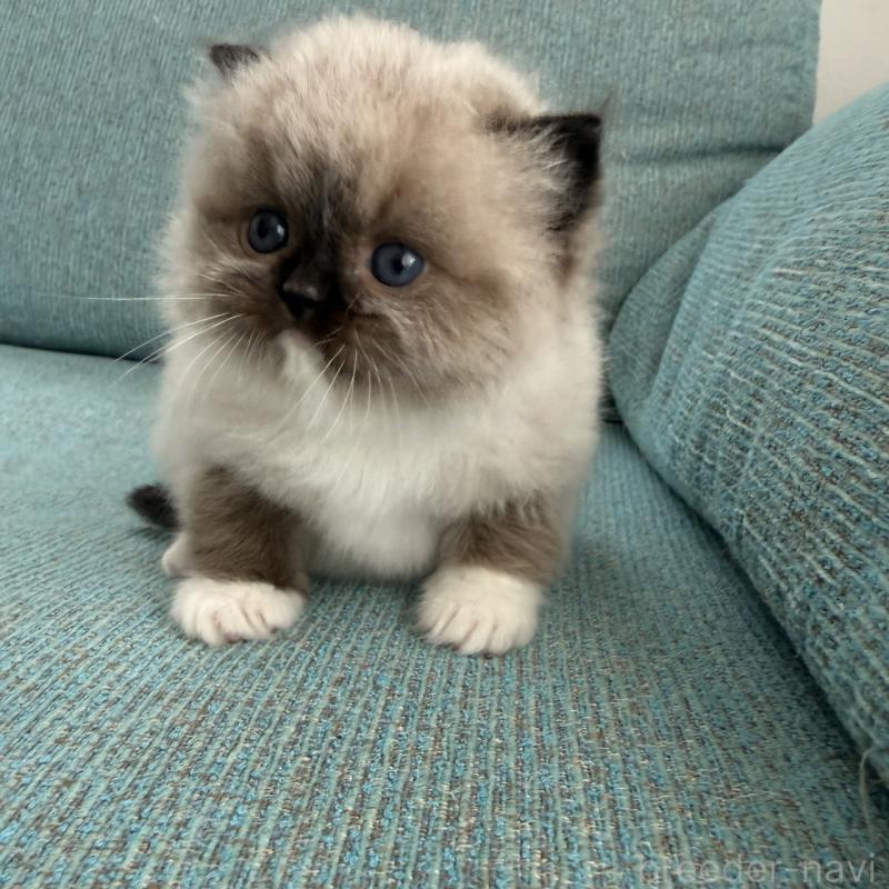 販売中の埼玉県のラグドール-139150の5枚目