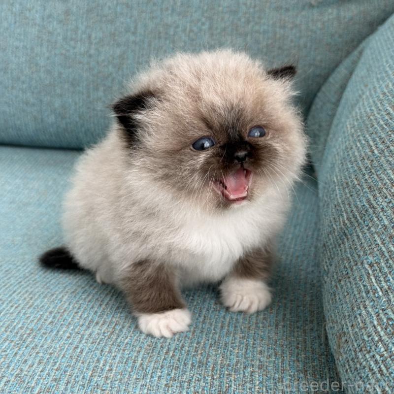 販売中の埼玉県のラグドール-139150の4枚目