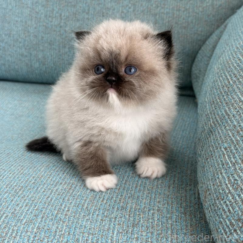 販売中の埼玉県のラグドール-139150の3枚目