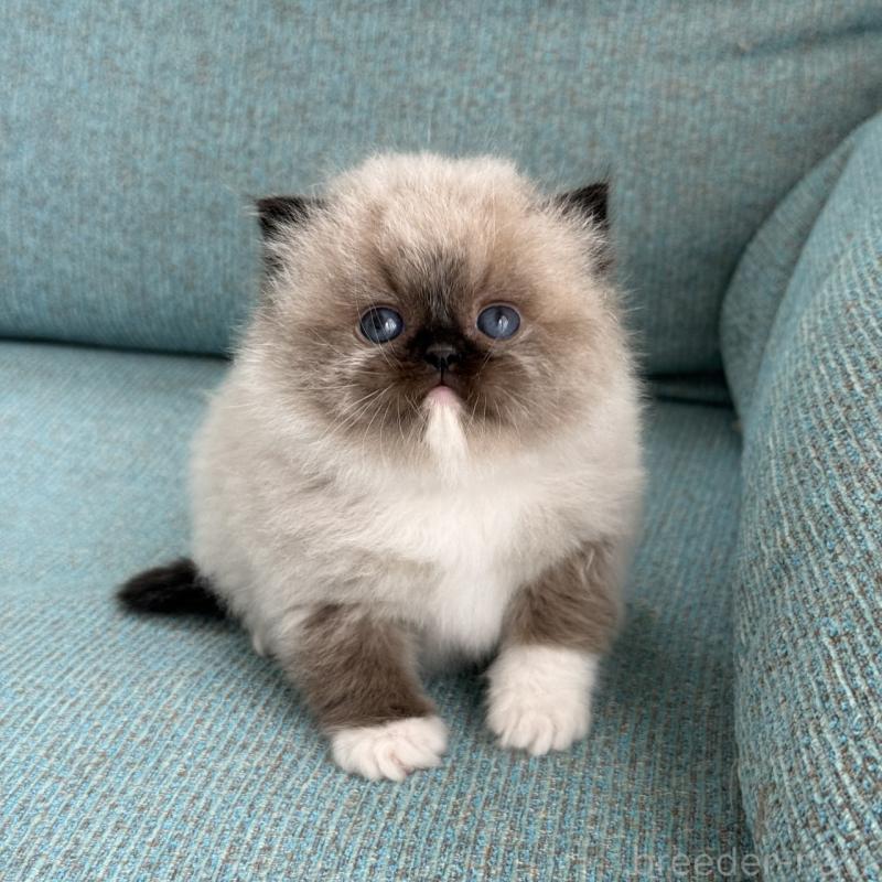 販売中の埼玉県のラグドール-139150