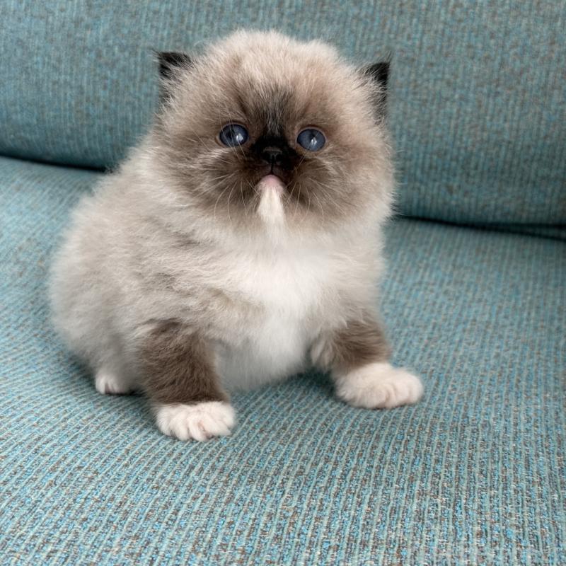 販売中の埼玉県のラグドール-139150の2枚目