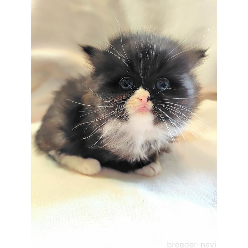 販売中の東京都のミヌエット-139151の3枚目