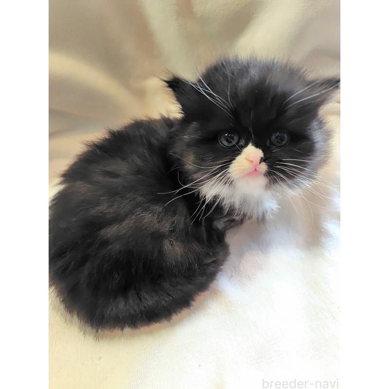 販売中の東京都のミヌエット-139151の2枚目