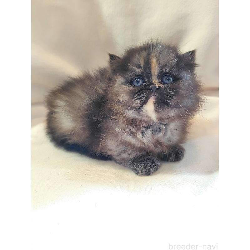 販売中の東京都のミヌエット-139152の3枚目