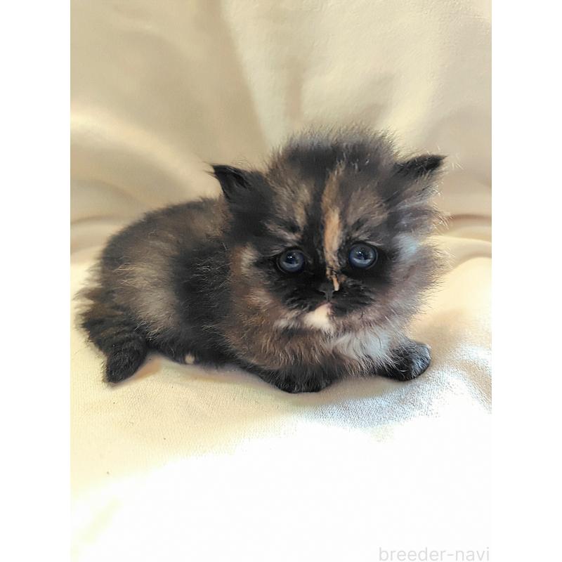 販売中の東京都のミヌエット-139152の2枚目