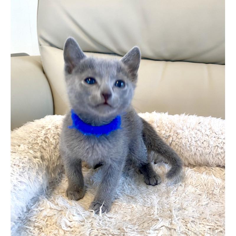 販売中の東京都のロシアンブルー-136803の24枚目