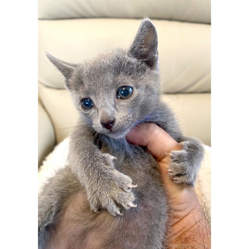 販売中の東京都のロシアンブルー-136803の23枚目