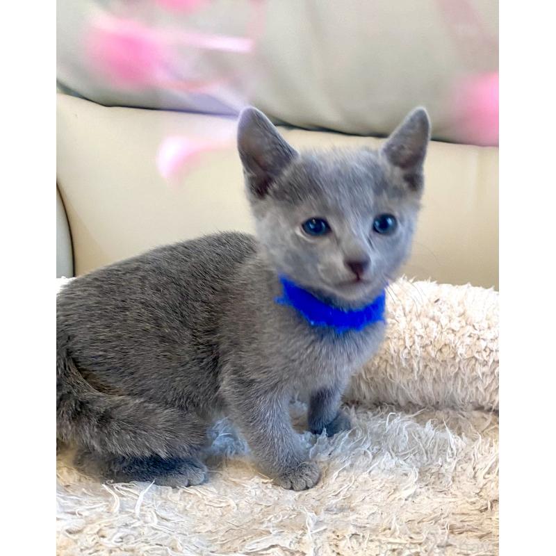 販売中の東京都のロシアンブルー-136803の22枚目