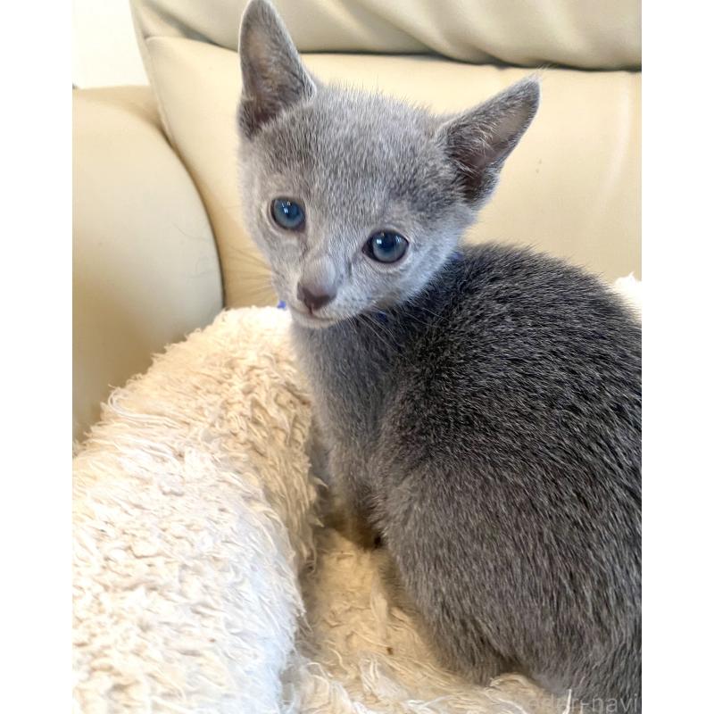 販売中の東京都のロシアンブルー-136803の21枚目