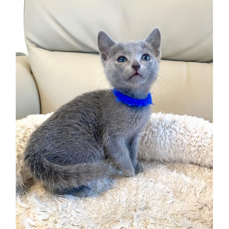 販売中の東京都のロシアンブルー-136803