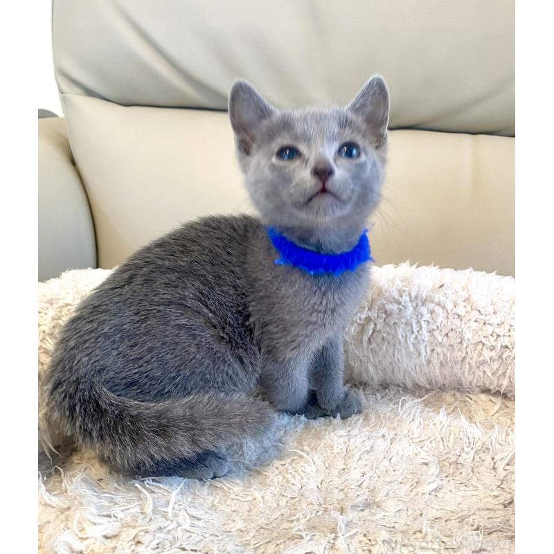 販売中の東京都のロシアンブルー-136803の19枚目