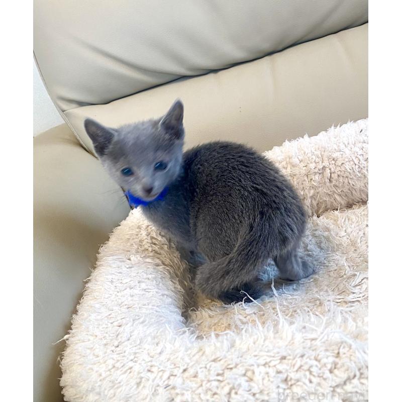 販売中の東京都のロシアンブルー-136803の18枚目