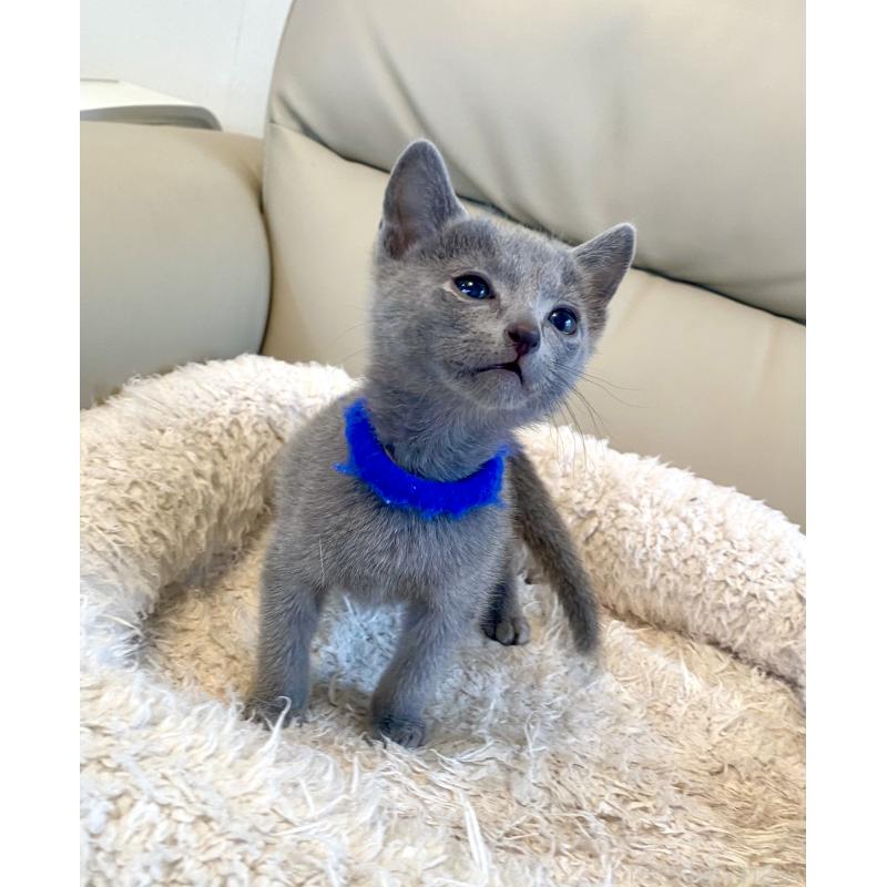 販売中の東京都のロシアンブルー-136803の17枚目