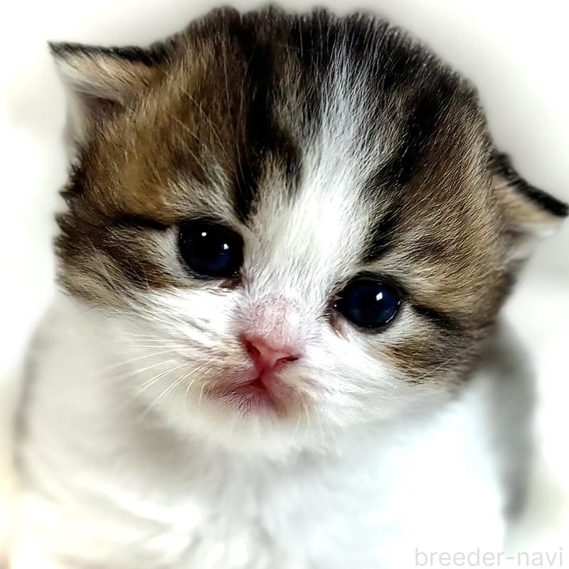 販売中の埼玉県のフォールデックス-139153