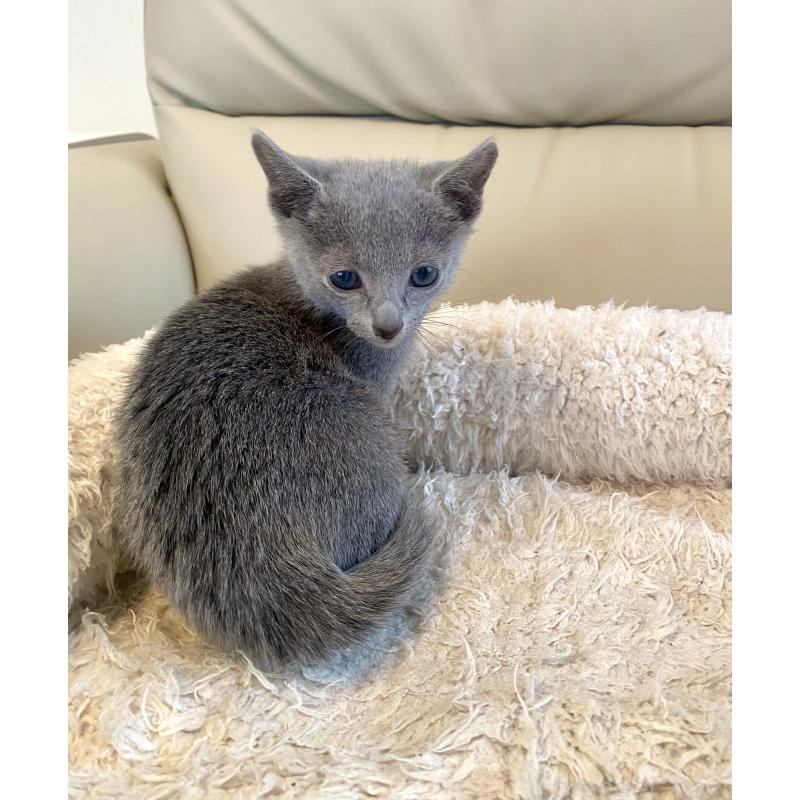 販売中の東京都のロシアンブルー-136803の16枚目