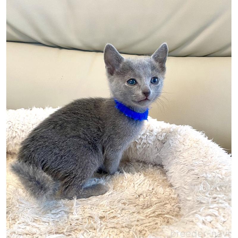 販売中の東京都のロシアンブルー-136803の15枚目