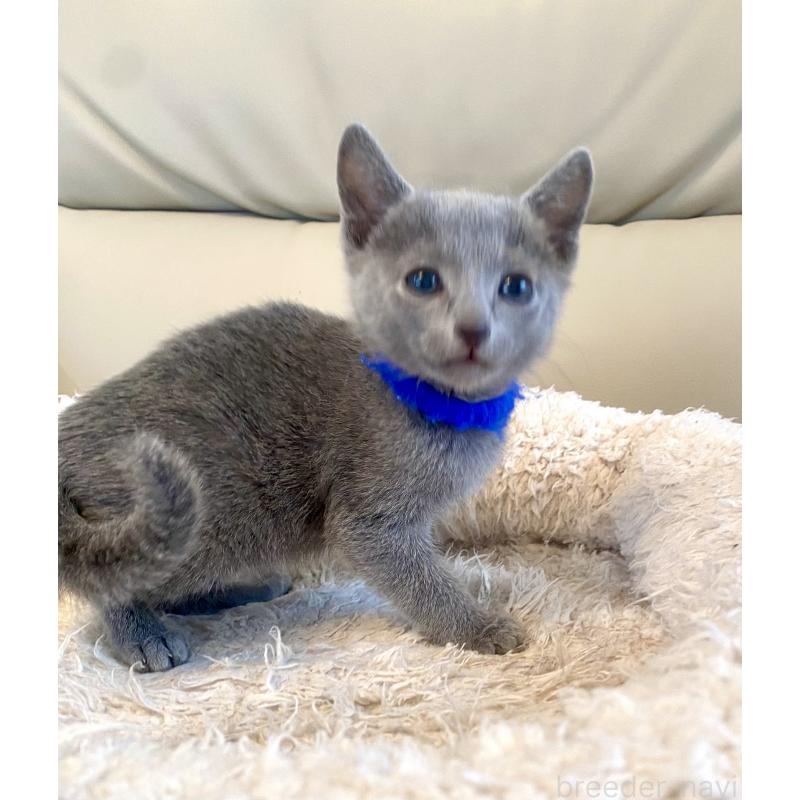 販売中の東京都のロシアンブルー-136803の14枚目