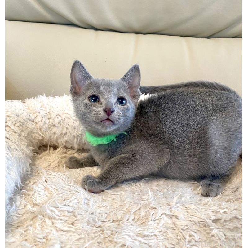 販売中の東京都のロシアンブルー-136804の20枚目