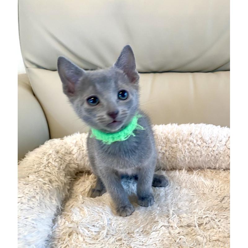 販売中の東京都のロシアンブルー-136804の19枚目