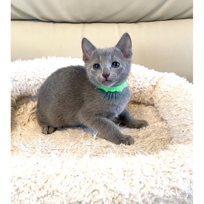 販売中の東京都のロシアンブルー-136804の18枚目