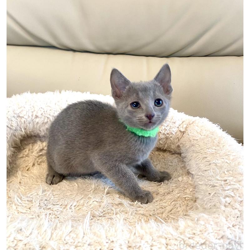 販売中の東京都のロシアンブルー-136804の17枚目