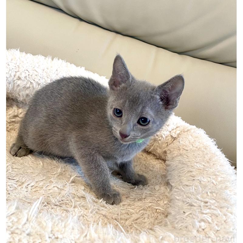 販売中の東京都のロシアンブルー-136804の15枚目