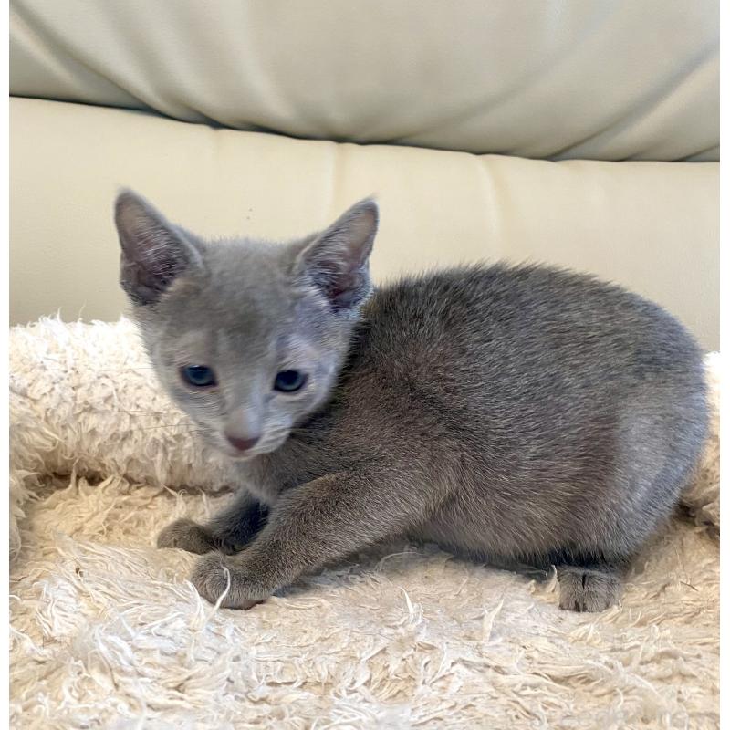 販売中の東京都のロシアンブルー-136804の14枚目