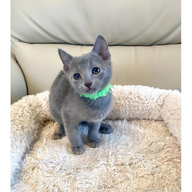 販売中の東京都のロシアンブルー-136804の13枚目