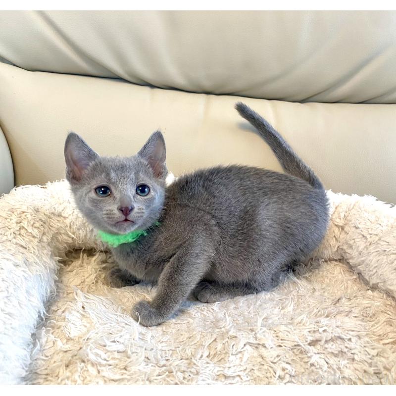 販売中の東京都のロシアンブルー-136804の12枚目