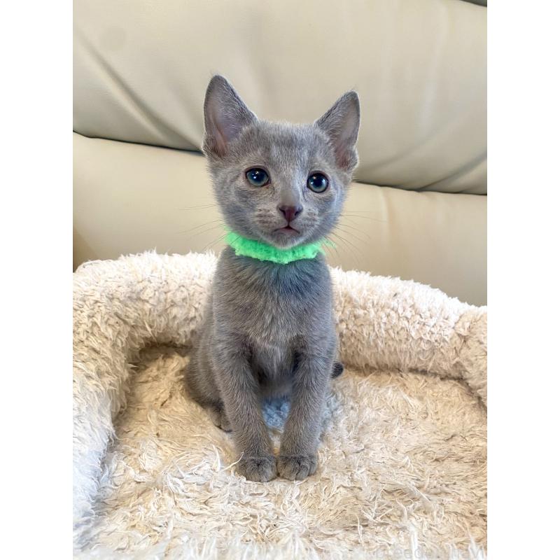 販売中の東京都のロシアンブルー-136804